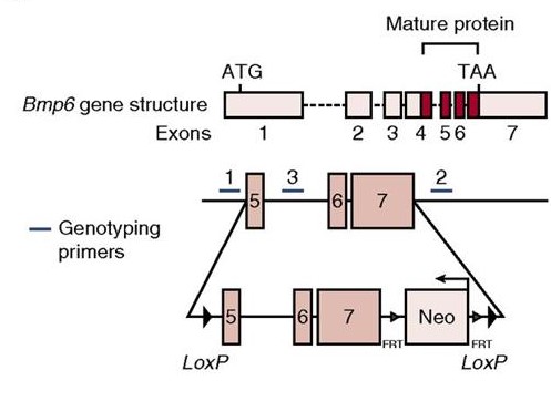 Schematic representation of Bmp6 gene structure.jpg